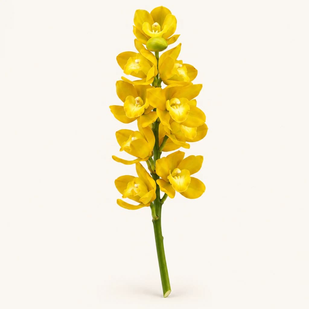 Vara de Cymbidium Groga Mini Carioca