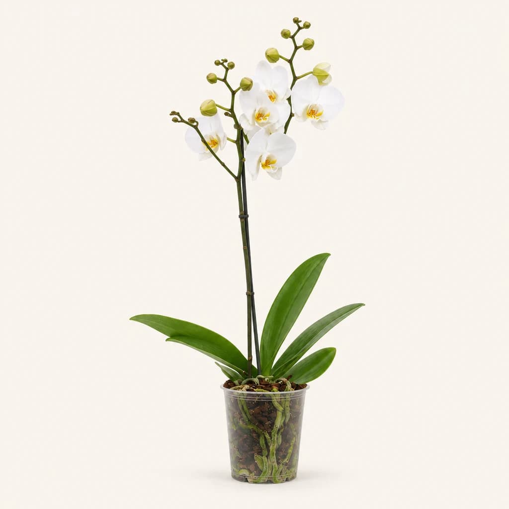 Orquídia Phalaenopsis London Blanca