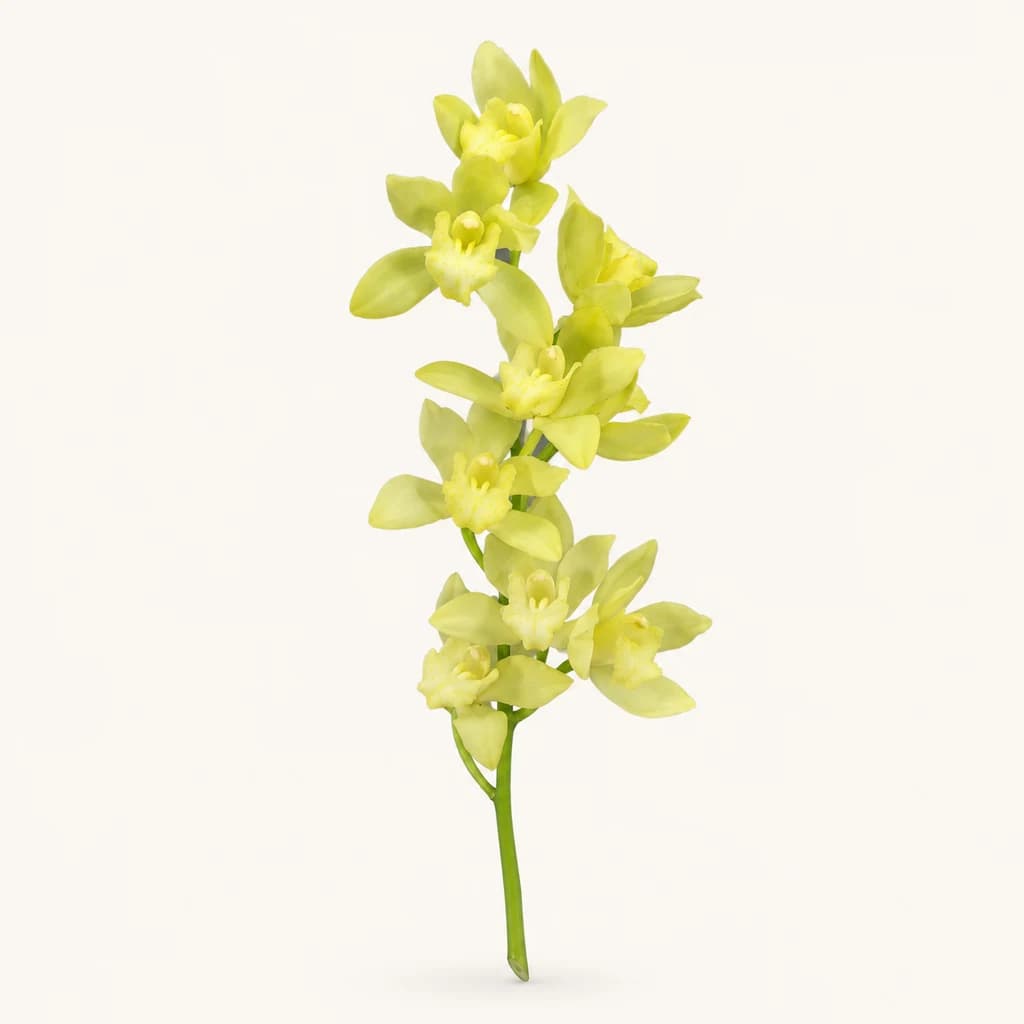 Orquídia Cymbidium Mini Limoncello (Verd Llima)