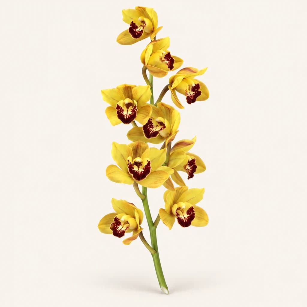 Orquídia Cymbidium Mini Vera groga