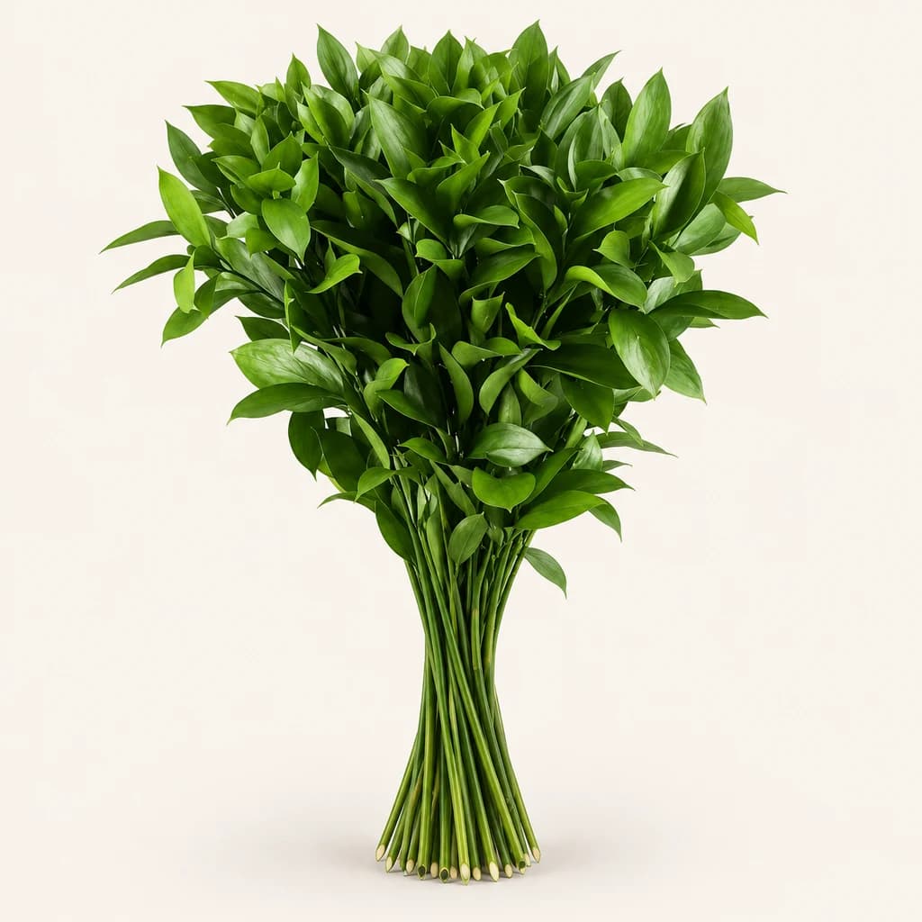 Ruscus fresc professional, manats de 50 tiges