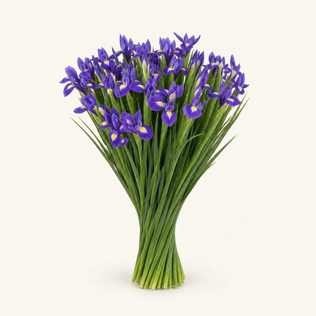 Ram d'iris Hong Kong morat i groc, lot de 50 tiges