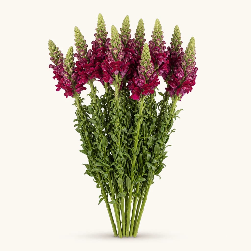 Antirrhinum vermello-morado