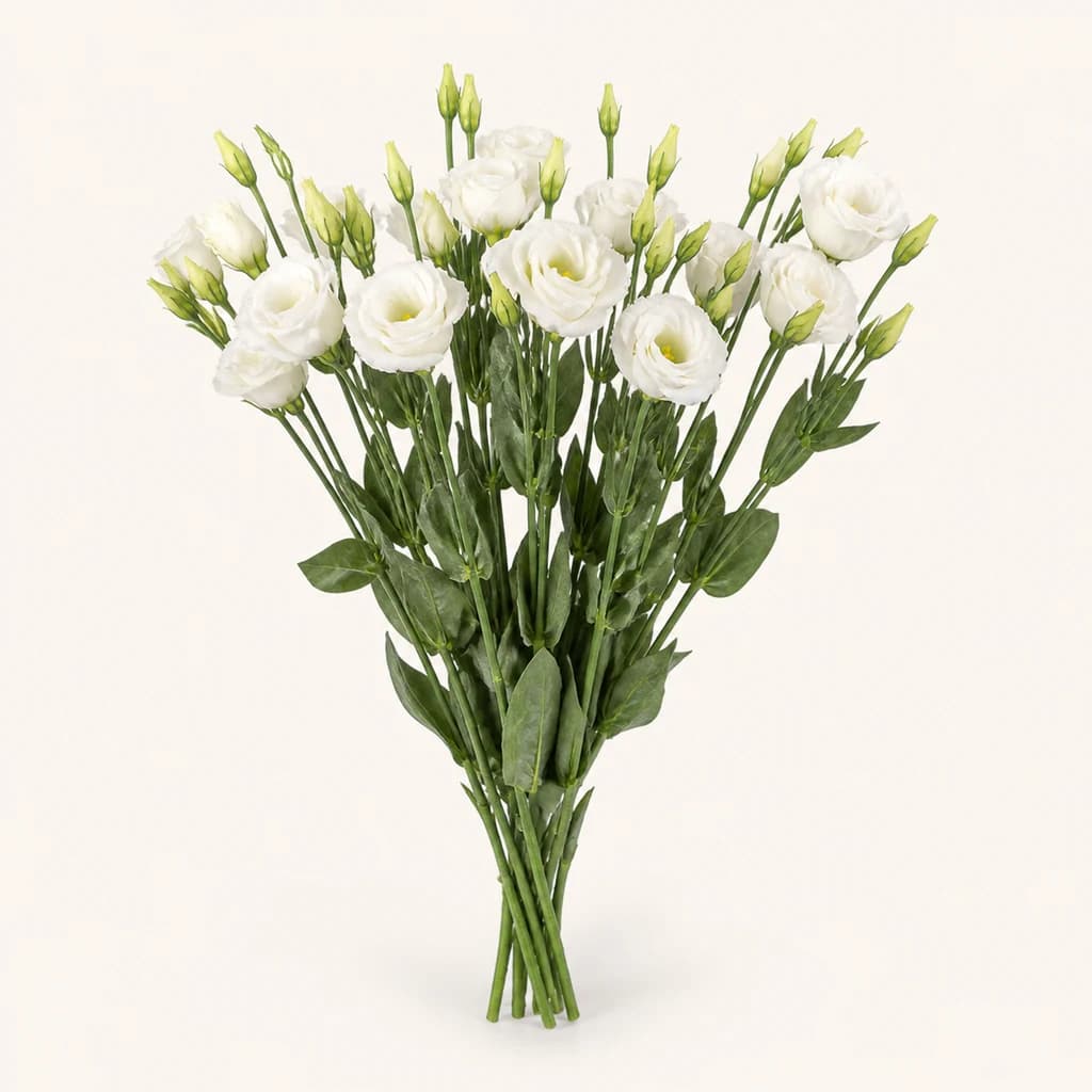 Bouquet de 10 lisianthus doubles blancs (Eustoma grandiflorum)