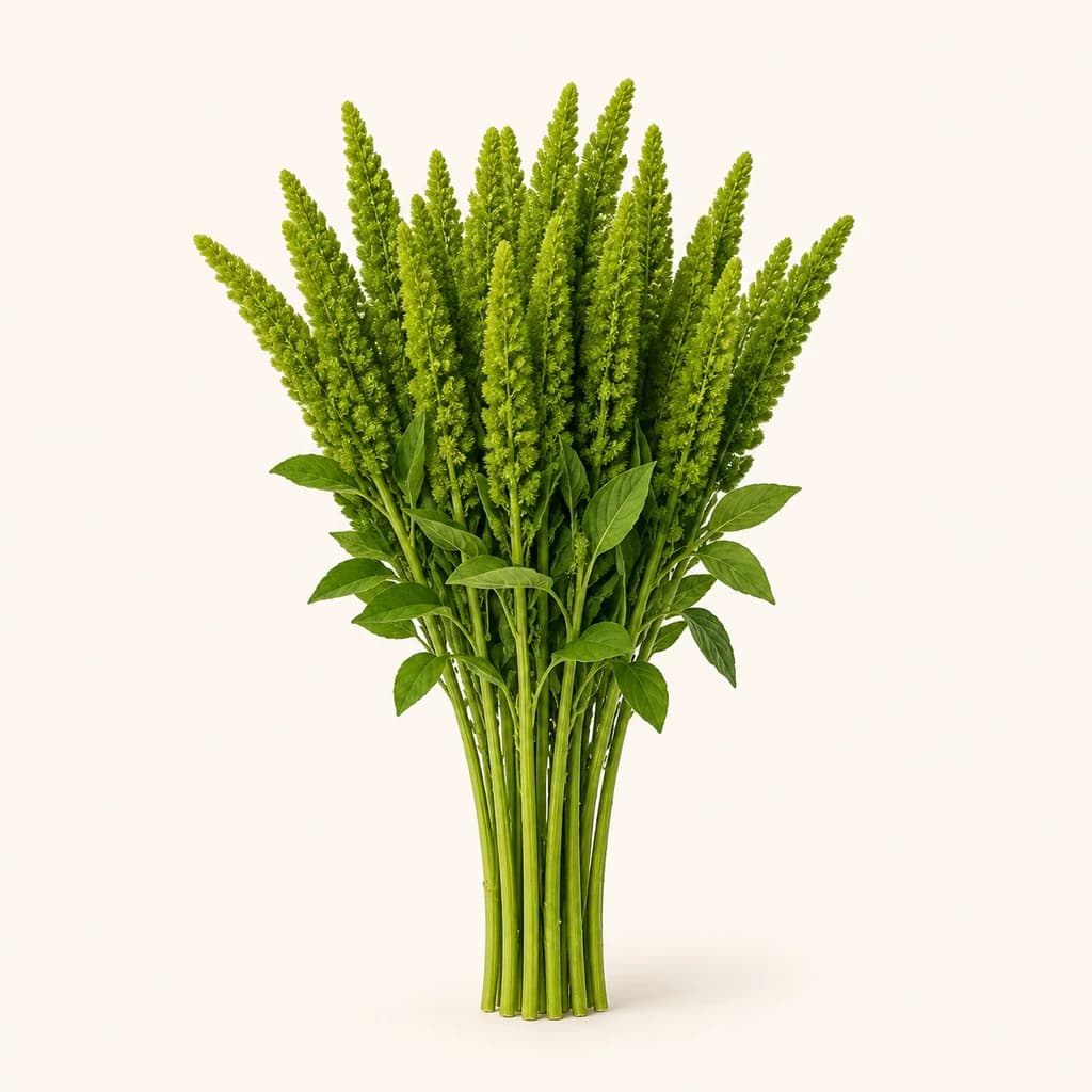 Ramo de 10 Talos de Amaranto Green Thumb Verde (Amaranthus)