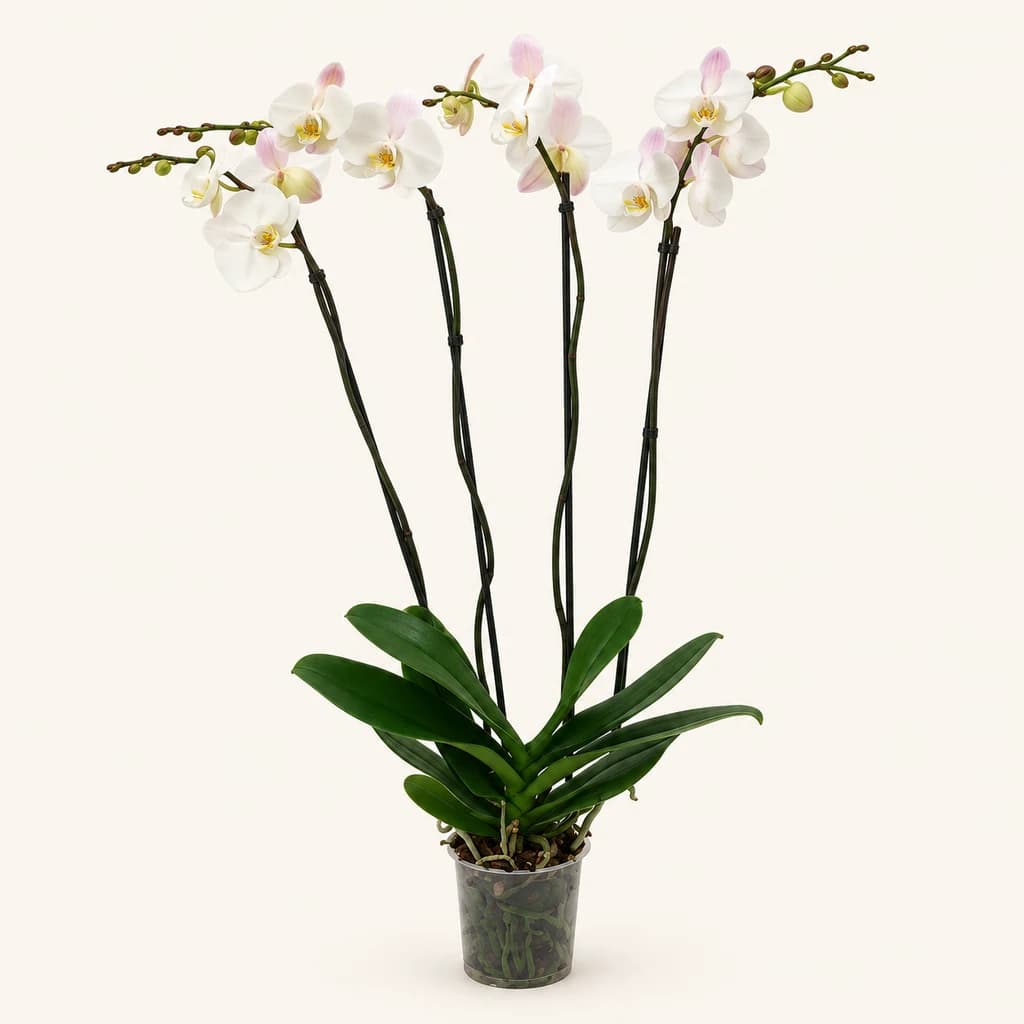 Orquídea Phalaenopsis Blanca