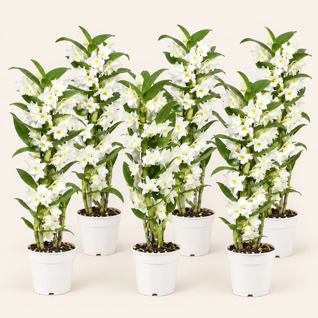 Orchidée Dendrobium Apollon blanche 60 cm, lot de 6 plantes