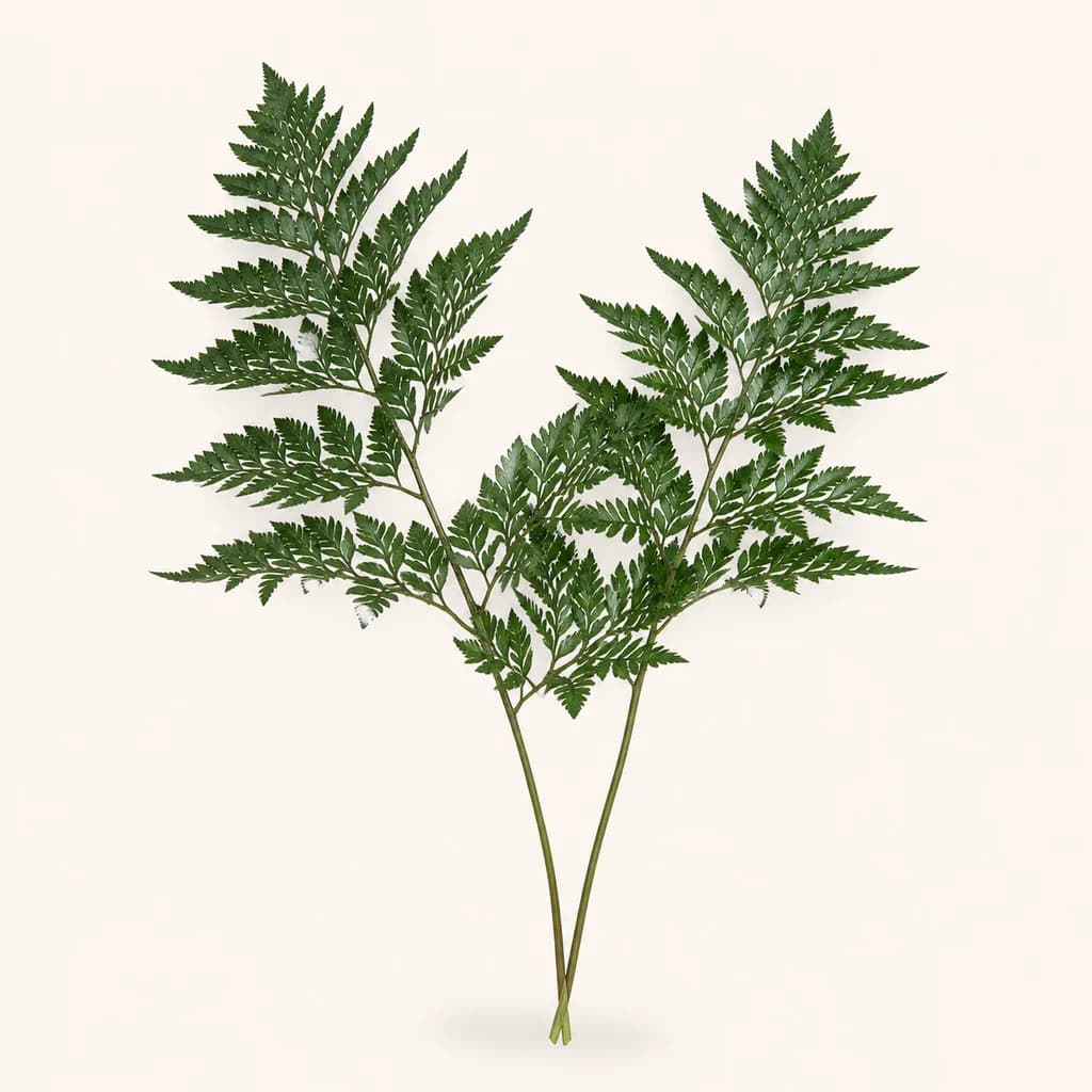 Rumohra adiantiformis cuero verde: 2 × 50 cm