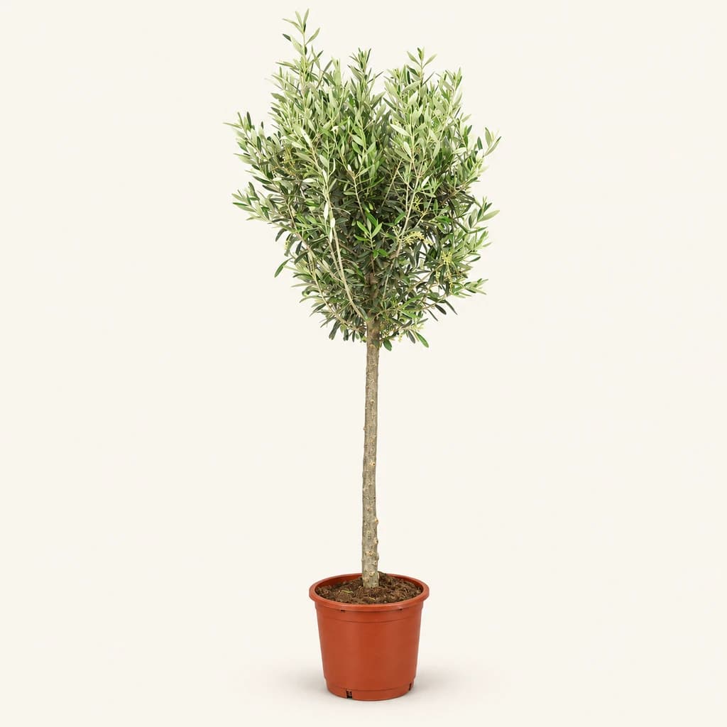 Oliveira Copa (Olea Europaea) em Vaso