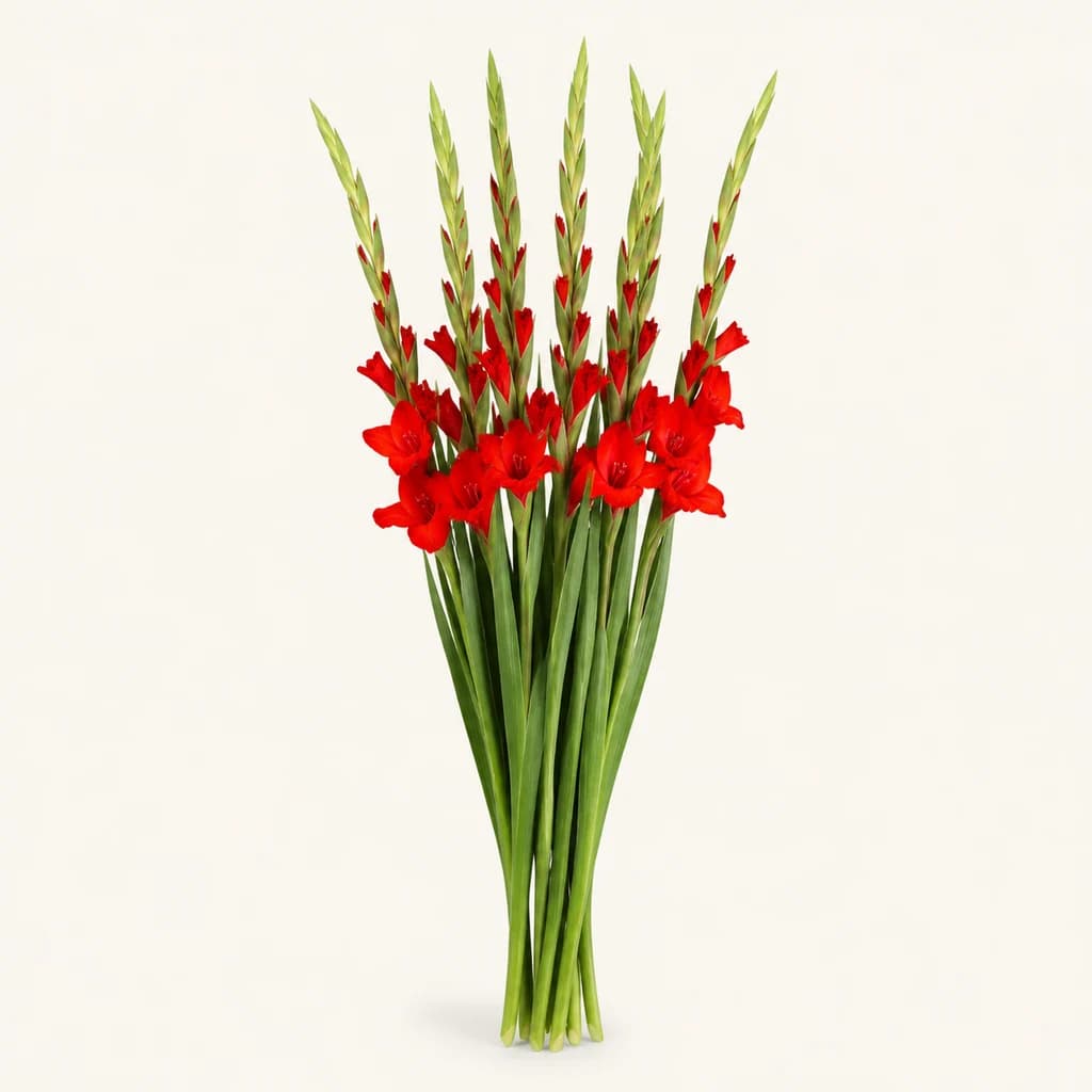 Bouquet de 10 glaïeuls rouges Balance (Gladiolus)