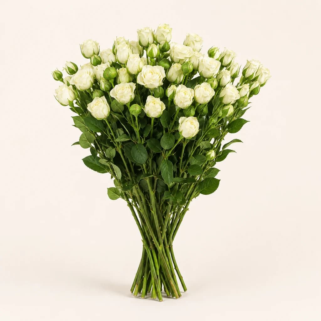 Rosa Spray Viviane Blanca