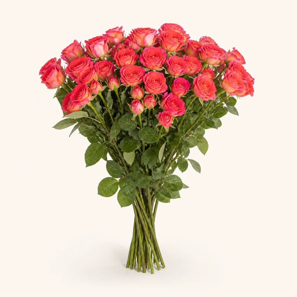 Arrosa Chimo fuksia