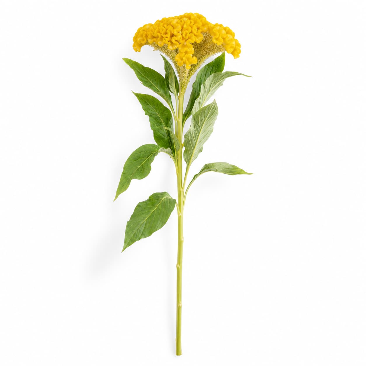 Bouquet de 5 Celosia cristata (crête de coq) Inca jaune