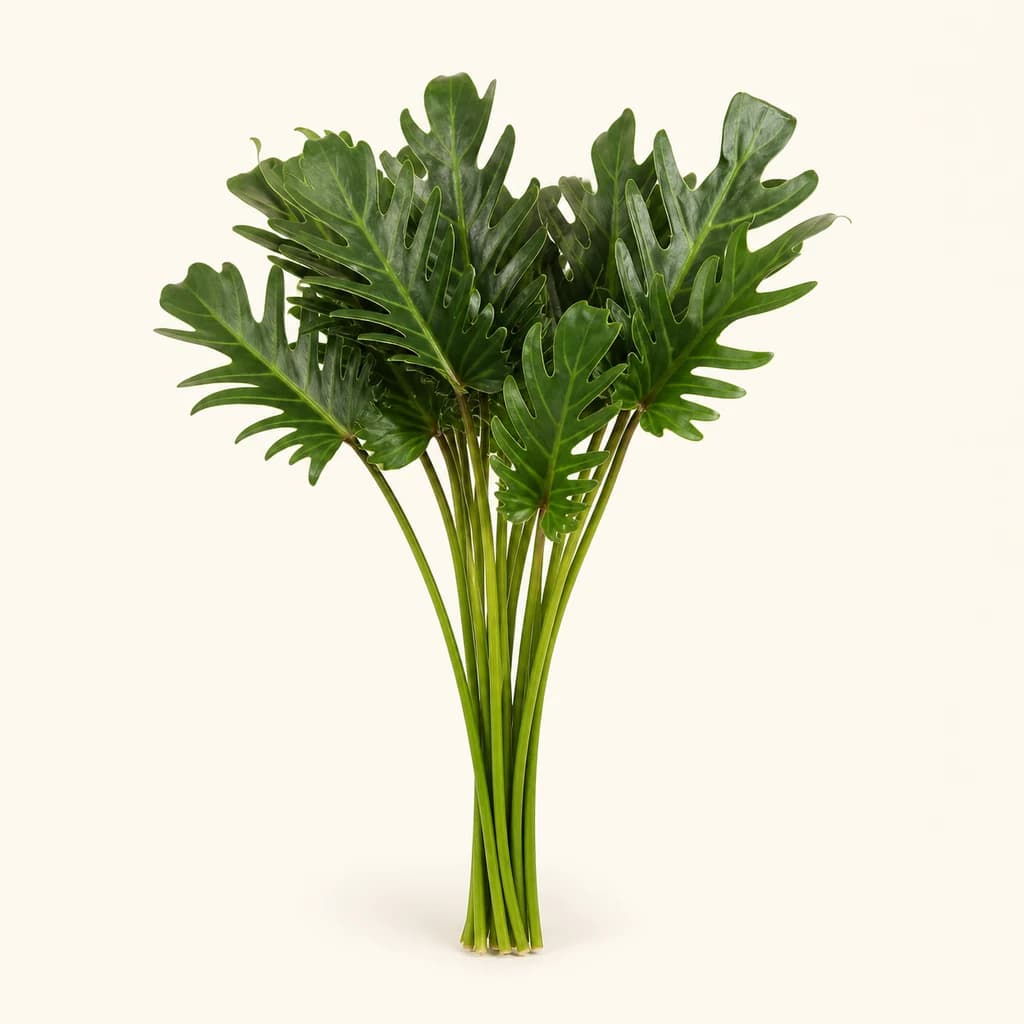 Philodendron Xanadu, Lote de 10 Hastes