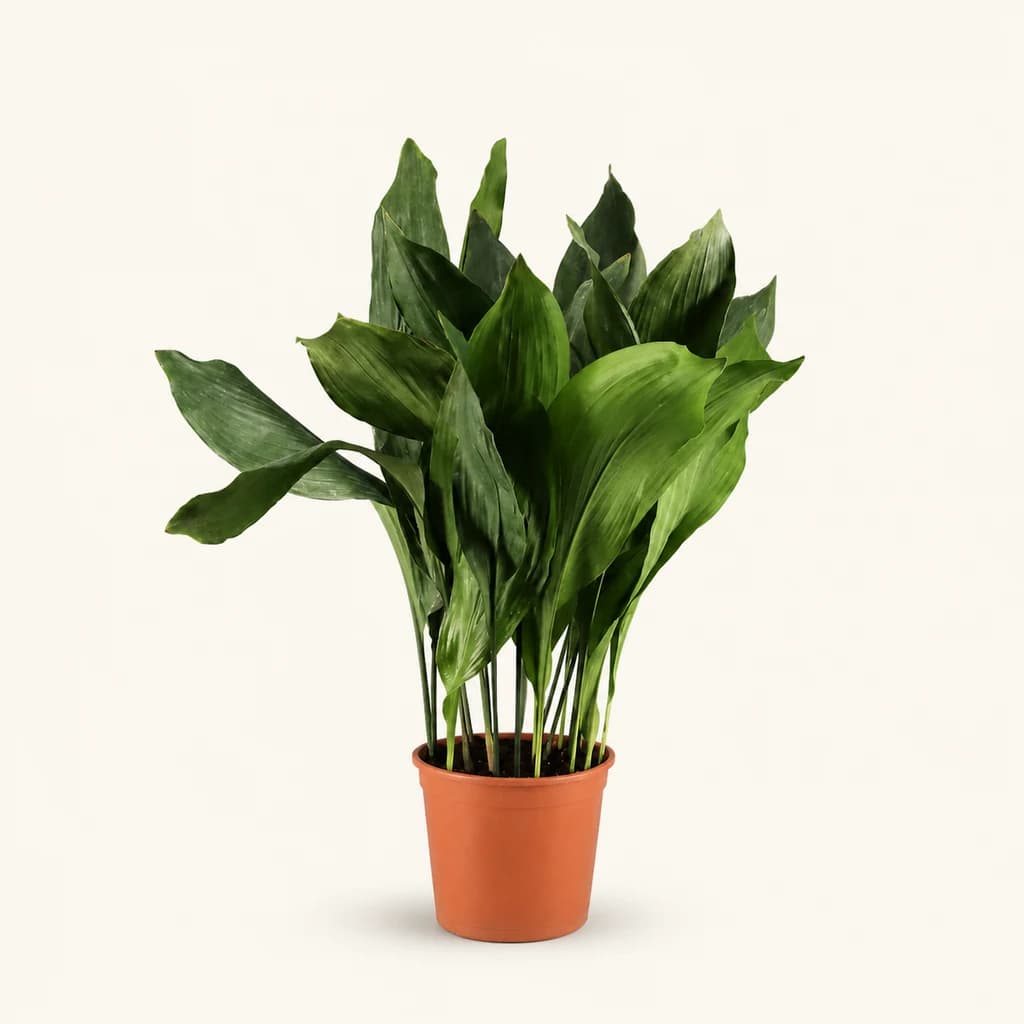 Aspidistra natural en maceta, 70–80 cm