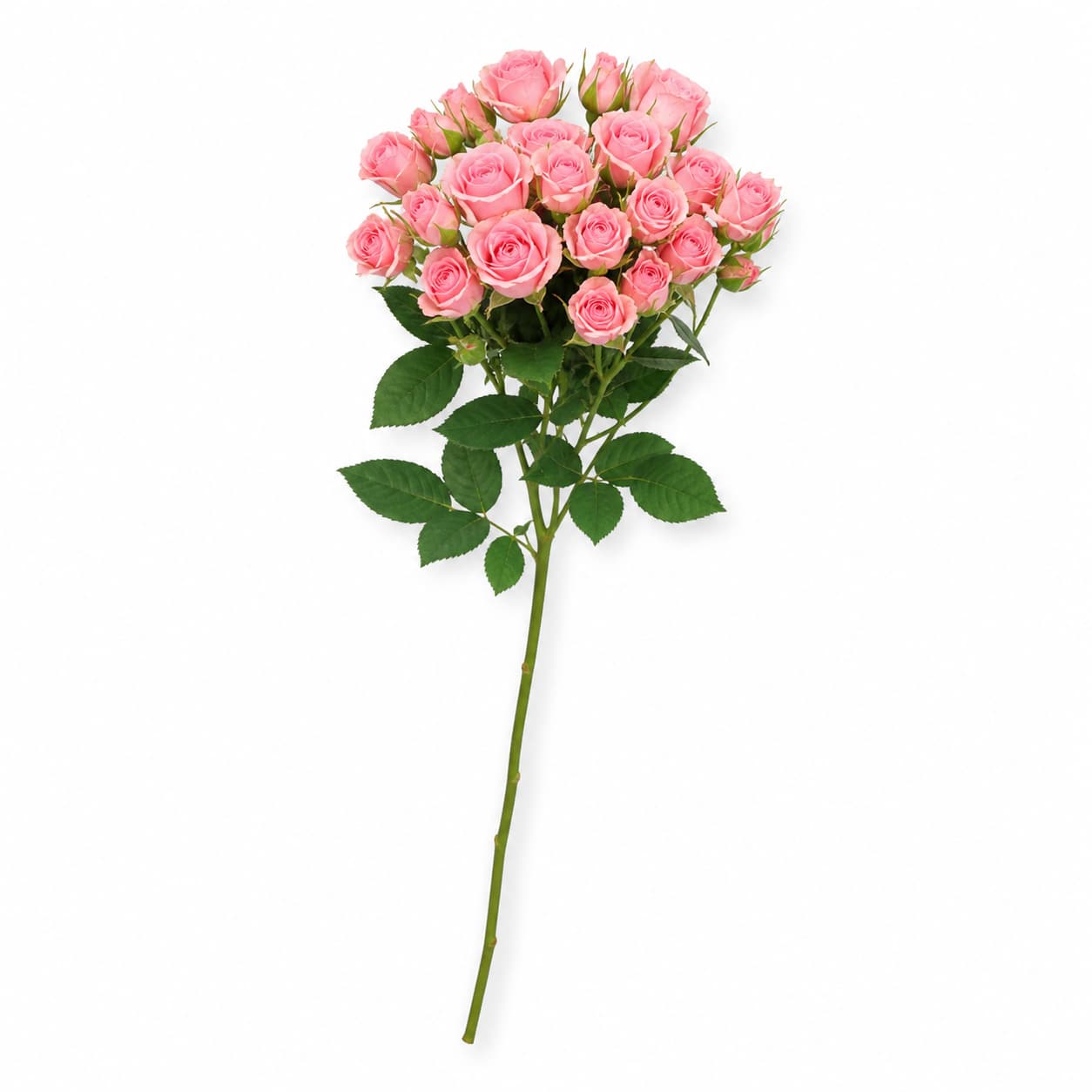 Odilia arrosa arrosa-kolorekoa (Rosa)