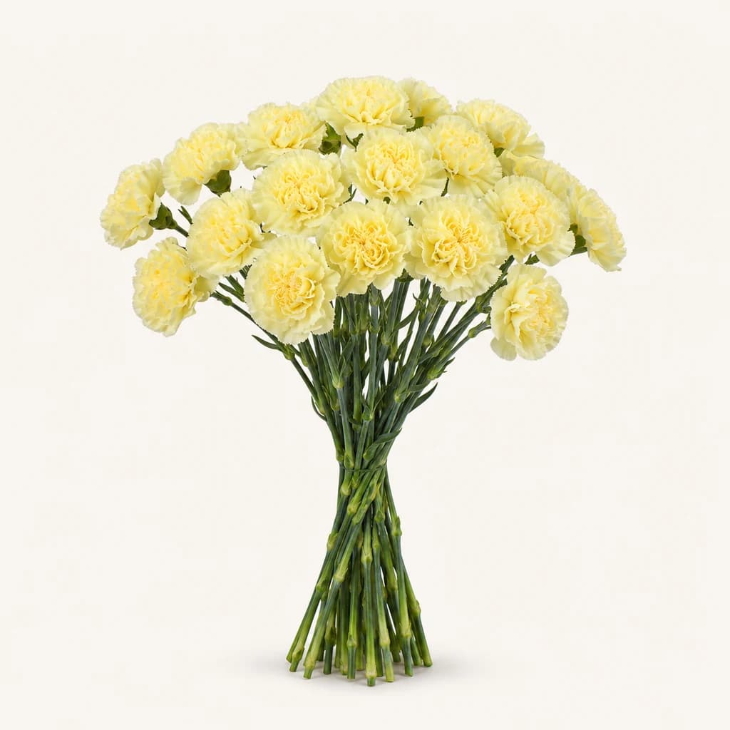 Polimnia krabelina (Dianthus caryophyllus)