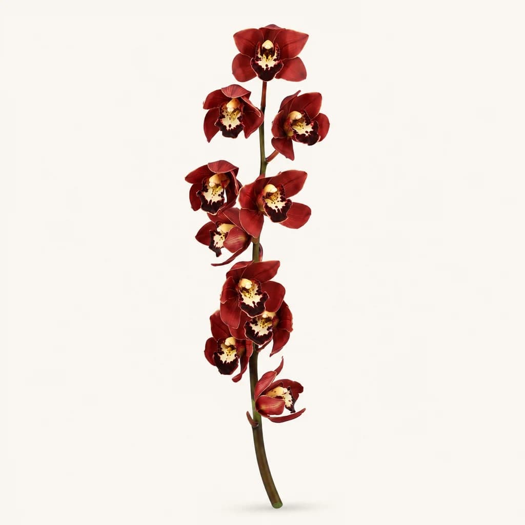 Tige de Cymbidium Rouge Mini Valerie