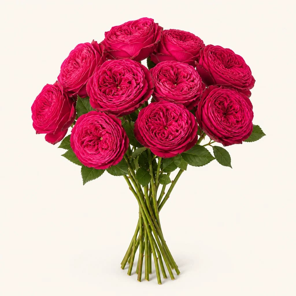 Just More Lorategi Arrosa (Rosa)