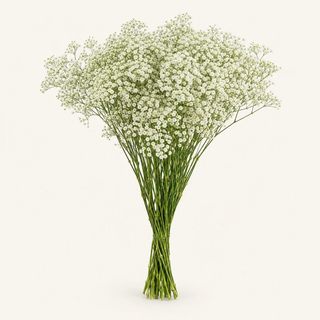 Million Star panikulata zuri freskoa, 25 zurtoineko lotea (Gypsophila paniculata)