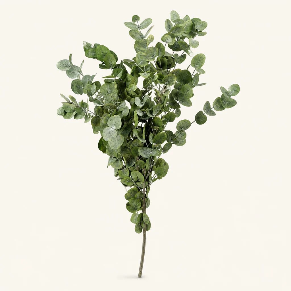 Eucalyptus Cinerea Kontserbatua