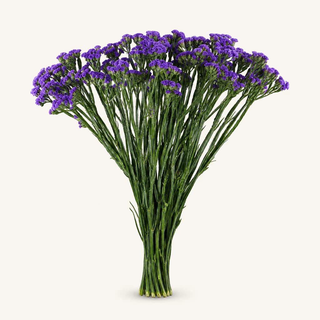 Statice Crystal Dark Blue blau, lot de 25 tiges (Limonium sinuatum)