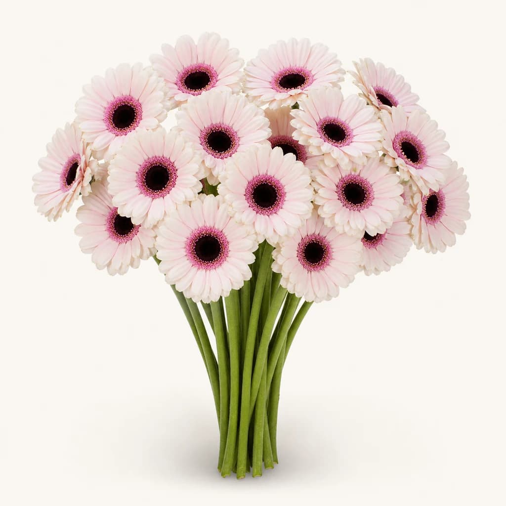 Gerberas mini Abby Lou blanco y rosa