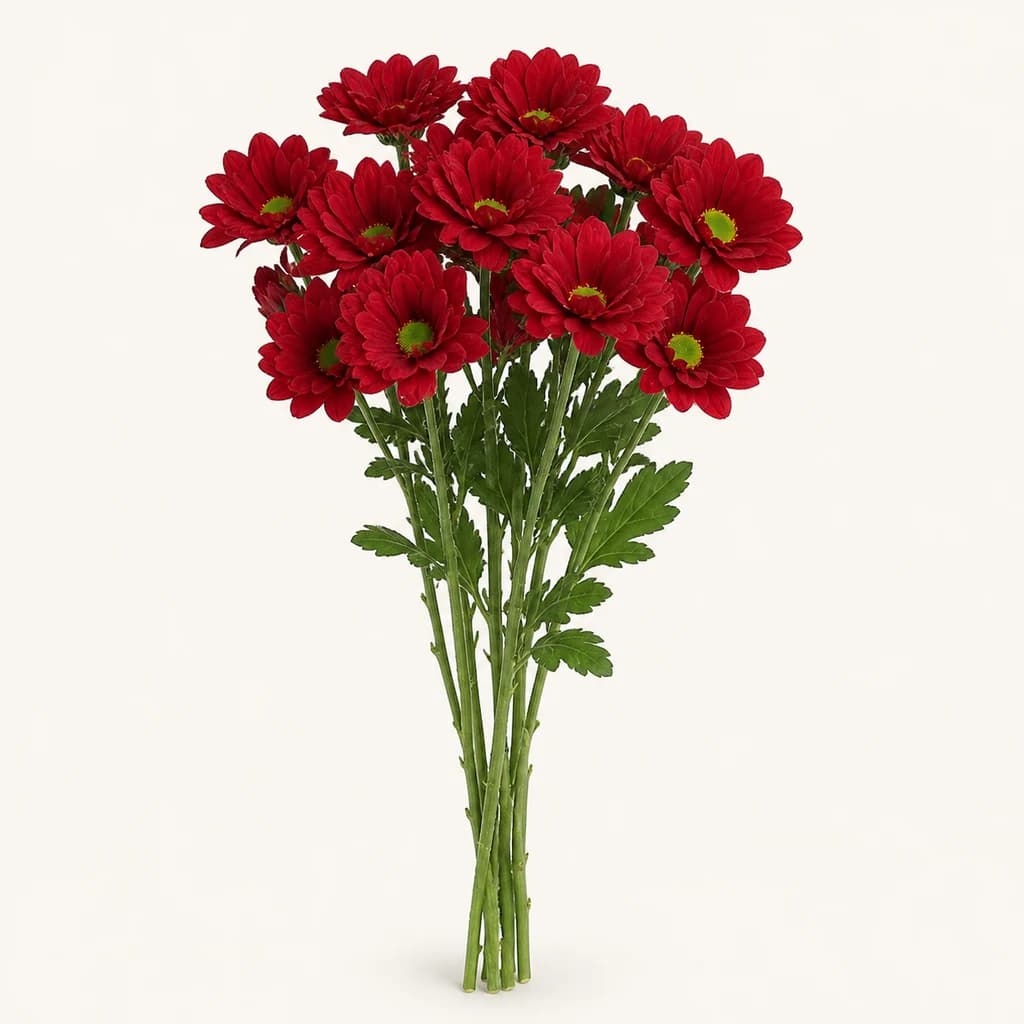 10 Krisantemo Gorri Sorta, Mexicano (Chrysanthemum)