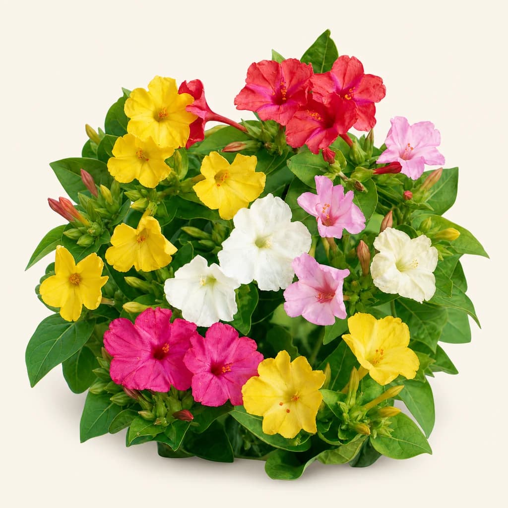 Llavors de dondiego de nit variat, lot de 5 unitats (Mirabilis jalapa)