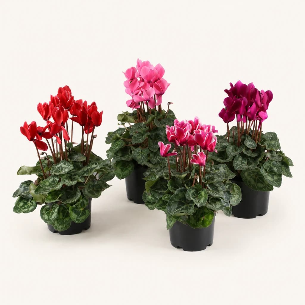 Ciclame Super Serie Macro, lote de 4 plantas