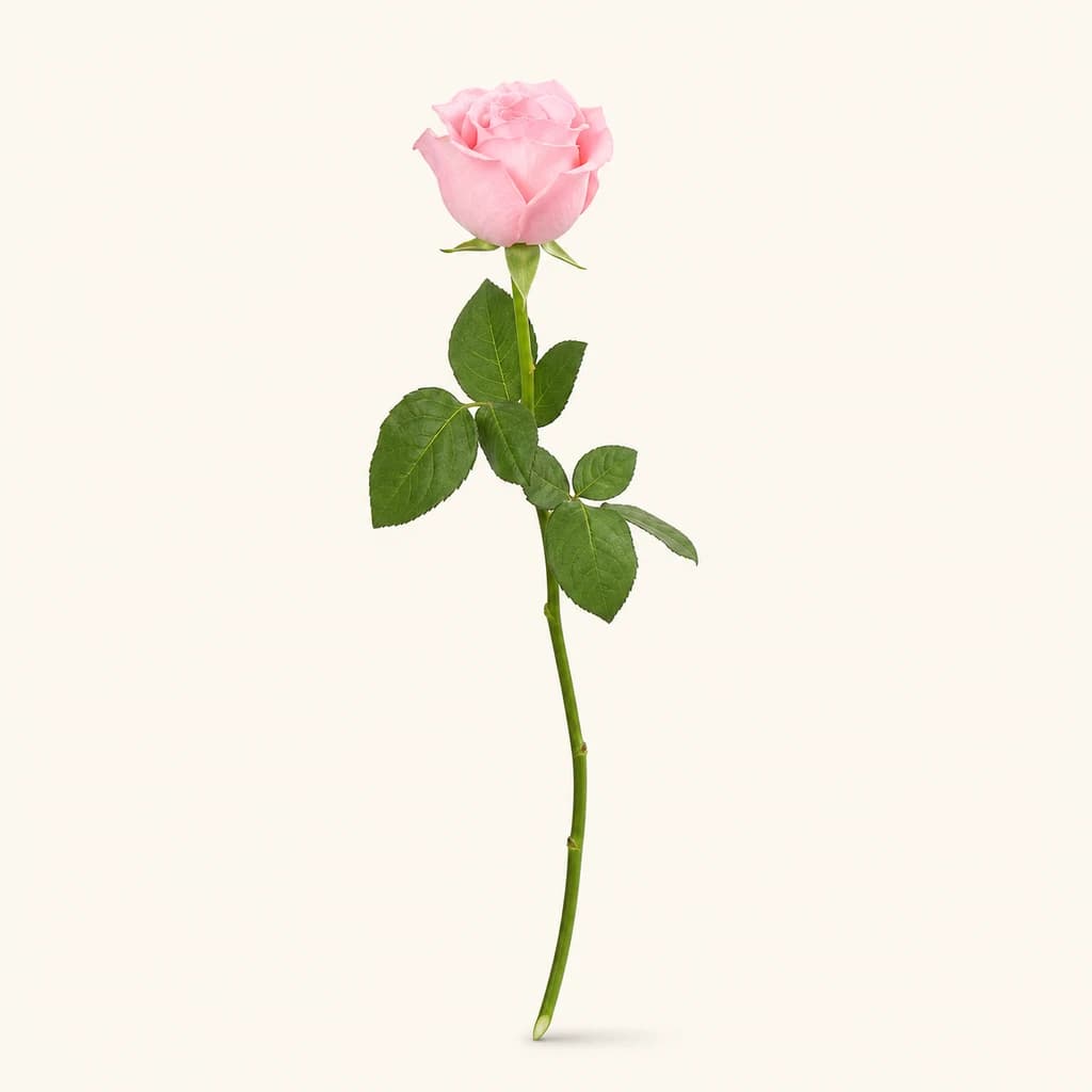 Rose stabilisée avec tige (Rosa)