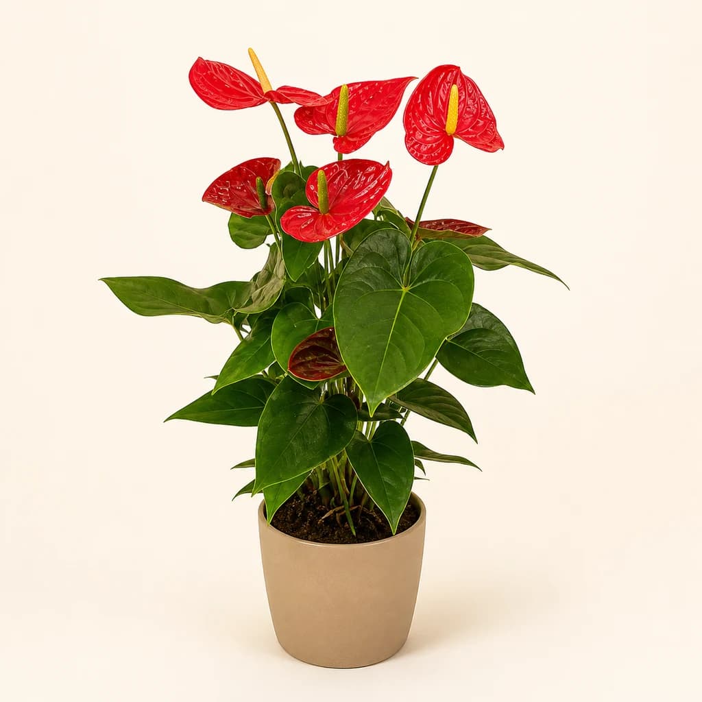 Antúrio Vermelho Idaho (Anthurium)