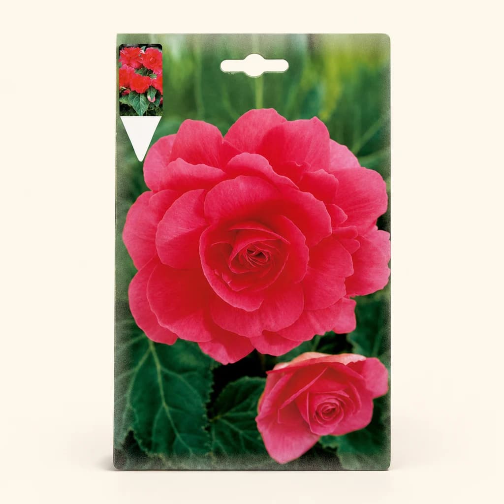 Bolbo de begónia dupla rosa, lote de 2 unidades