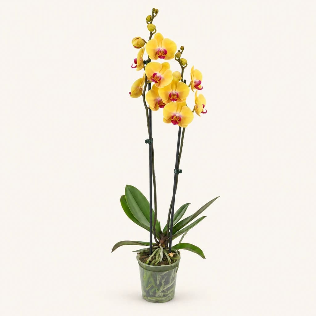 Phalaenopsis Goldion Orkidea Horia