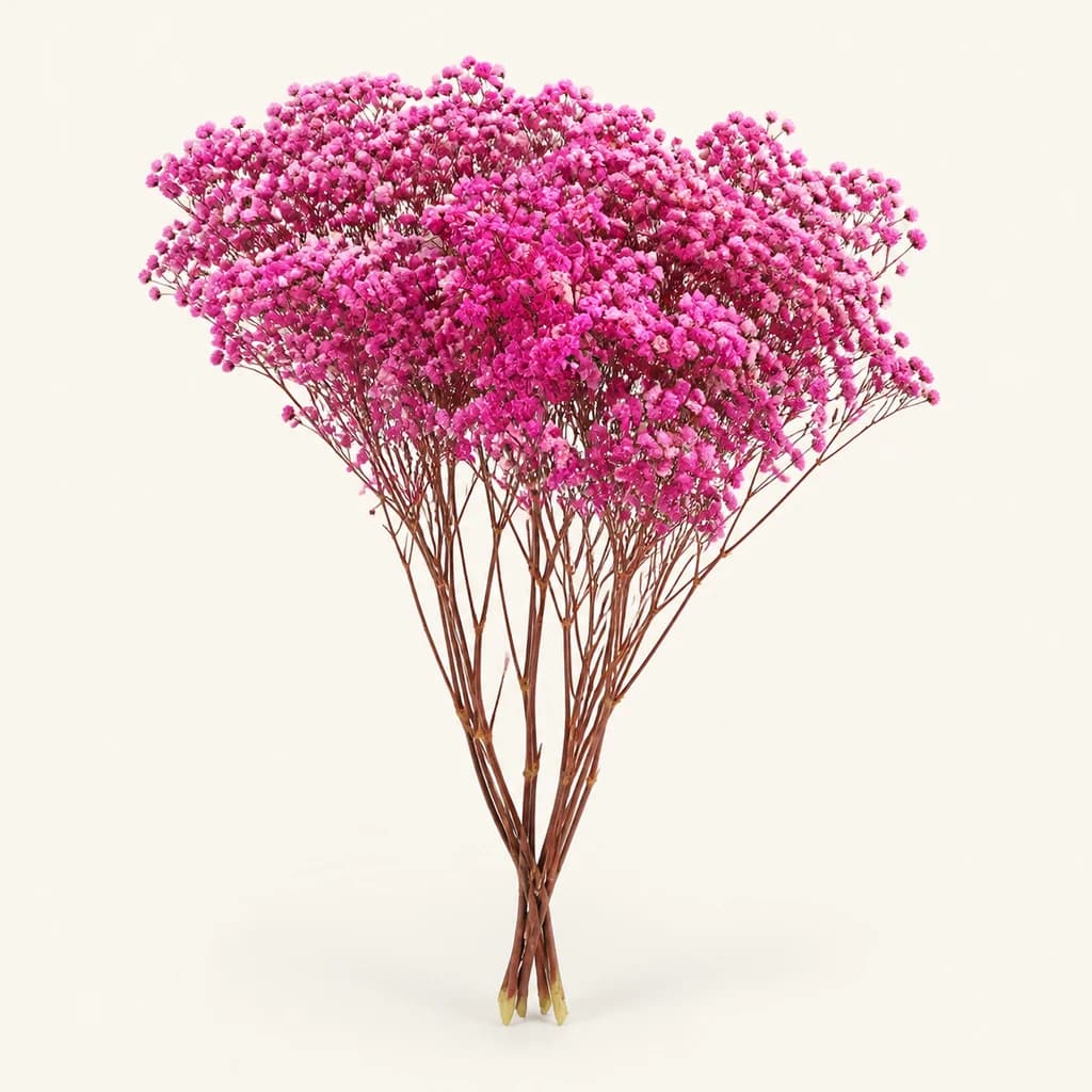 Paniculata Xlence preservada de 100 g, lote de 2 unidades (Gypsophila paniculata)
