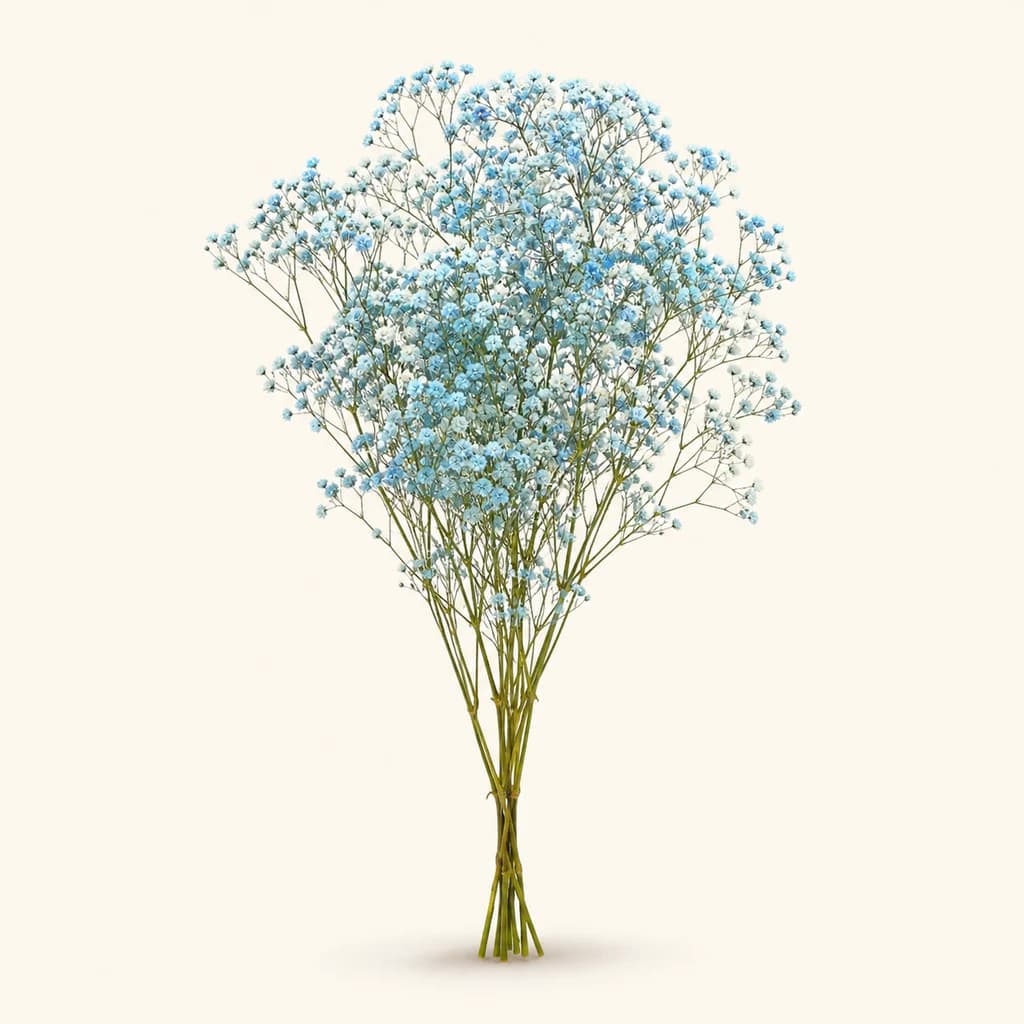 Gypsophile préservée de 60 cm, bouquets de 10 tiges, plusieurs couleurs (Gypsophila paniculata)