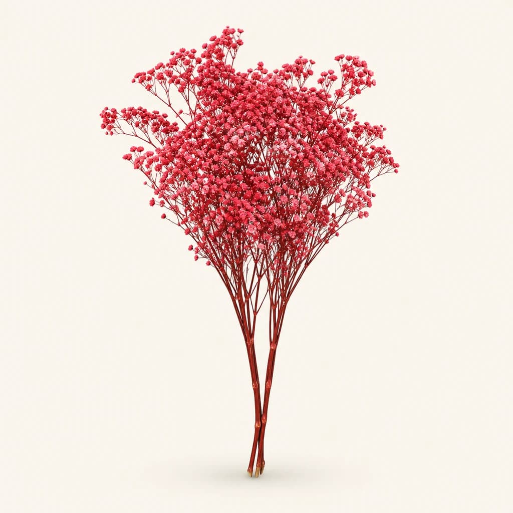 Gypsophile mini préservée de 100 g, plusieurs couleurs (Gypsophila paniculata)