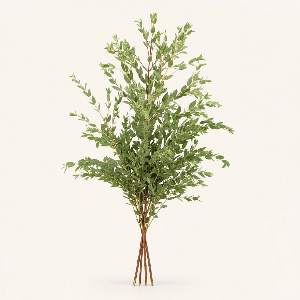 Pack de 3 monllos de Eucalipto Parvifolia 300 g (Eucalyptus)