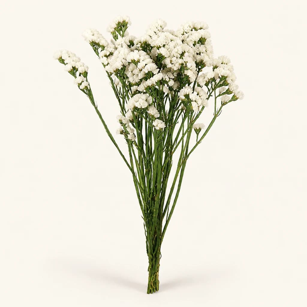 Estátice Branco Preservado (Limonium sinuatum)