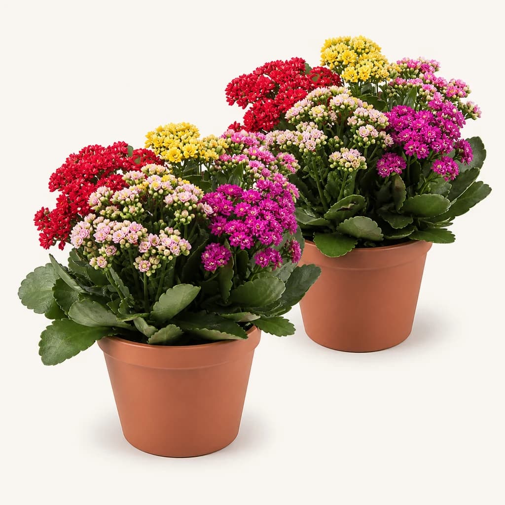 Kalanchoe Cinqolori Carnaval multicolor, lot de 2 plantes