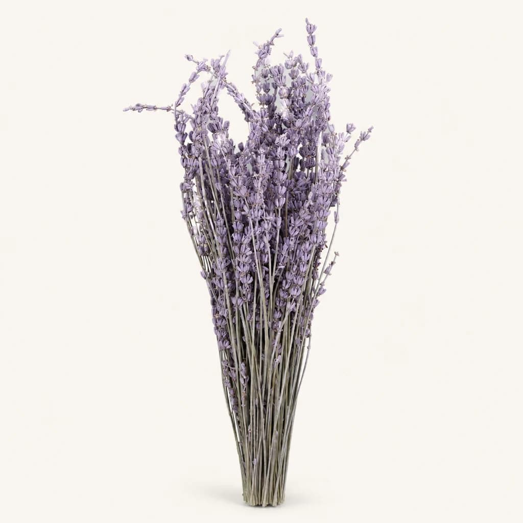 Ram de lavanda natural seca morada de 50 cm