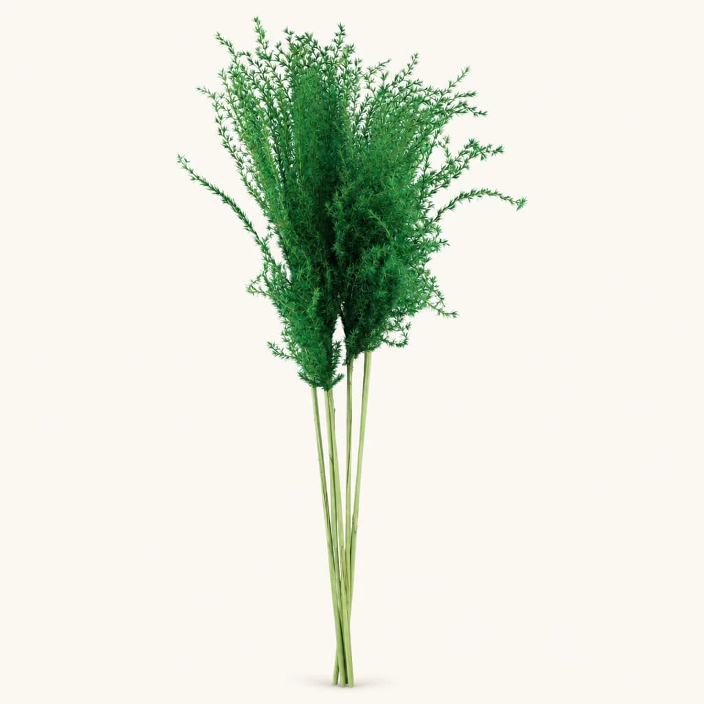 Miscanthus verts (roseau de Chine) de 70 cm (Cortaderia selloana)