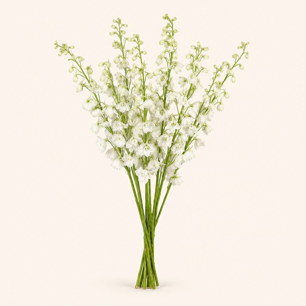 Delphinium Bella Andes zuria, 60 cm-ko 20 zurtoin