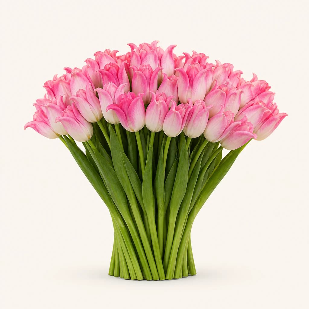 50 tulipas Crown of Dynasty brancas e rosa