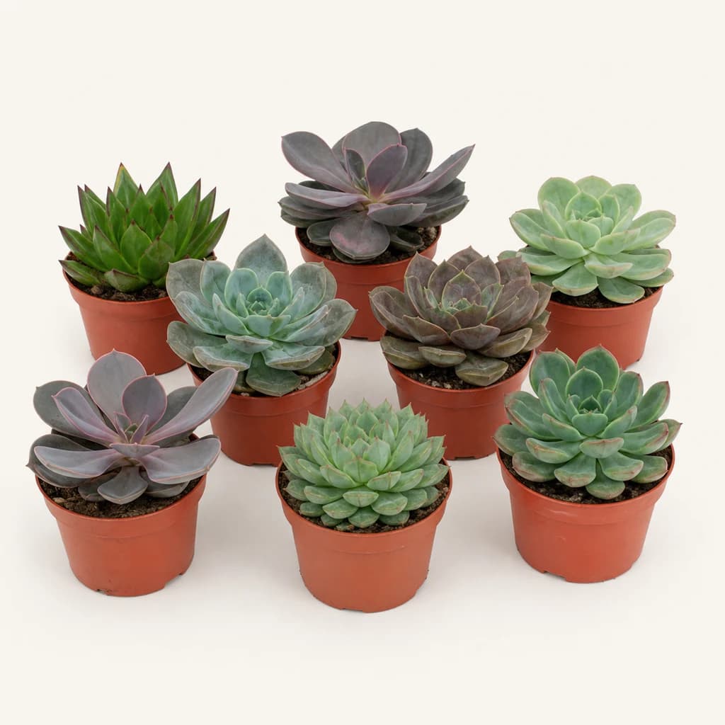 Echeveria variada