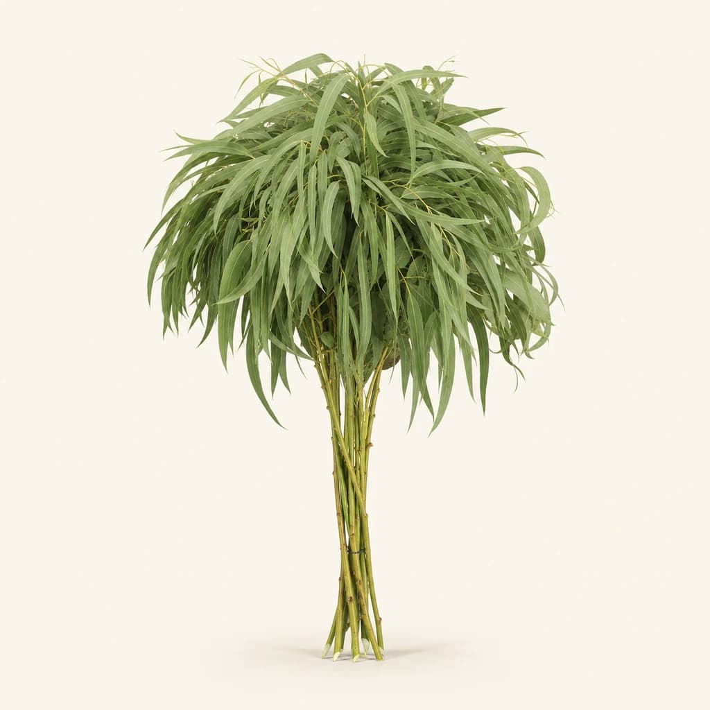 Ramo de 5 Eucalyptus globulus (eucalipto) pendular