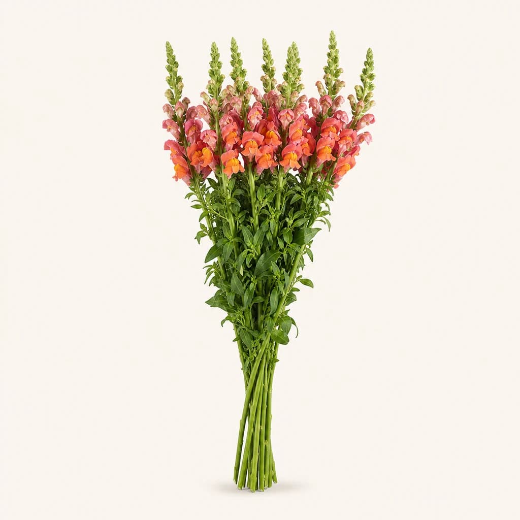Antirrino naranja (Antirrhinum majus)