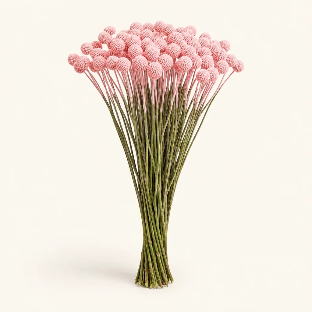 Craspèdia tenyida rosa clar, lot de 50 tiges