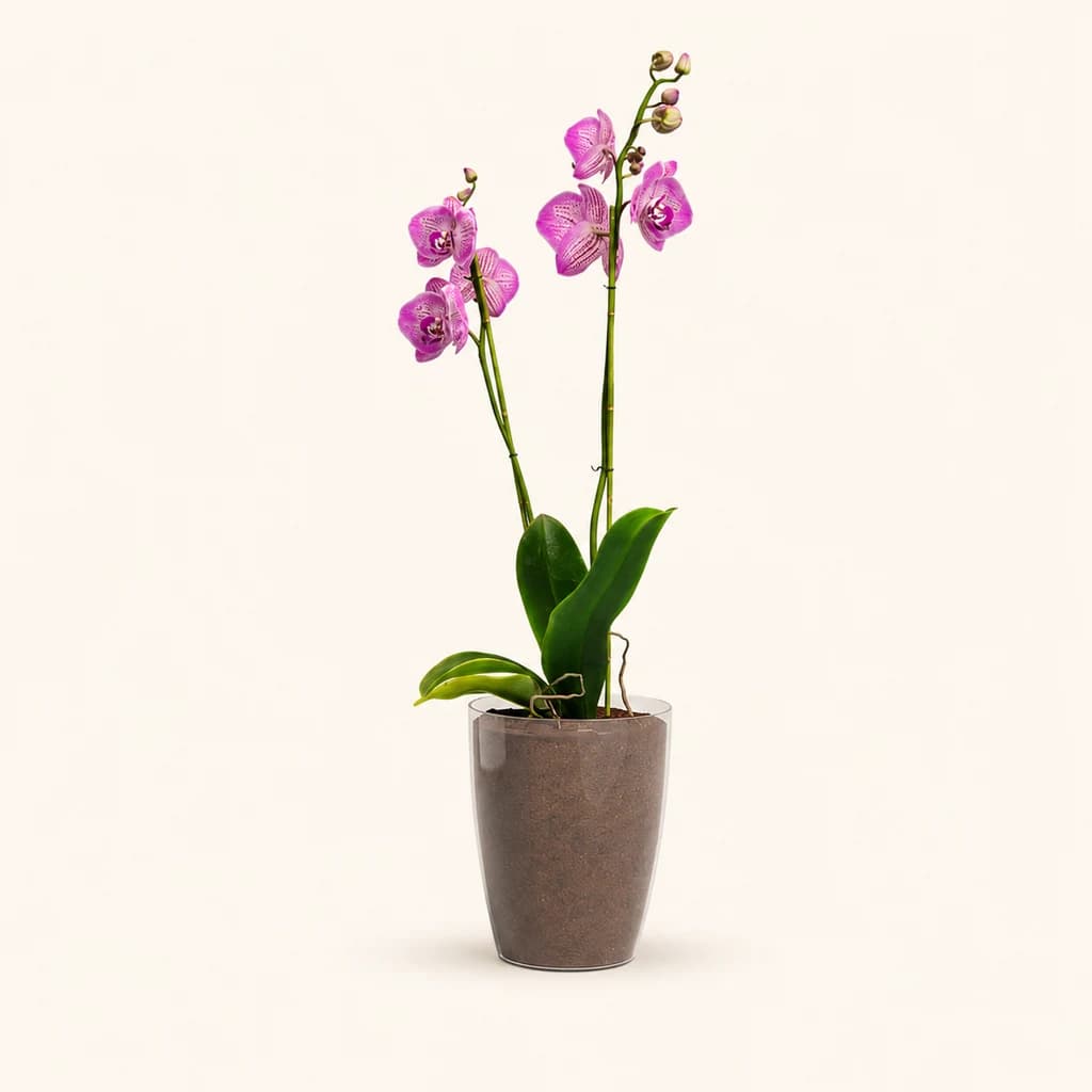 Test Fiji per a orquídies
