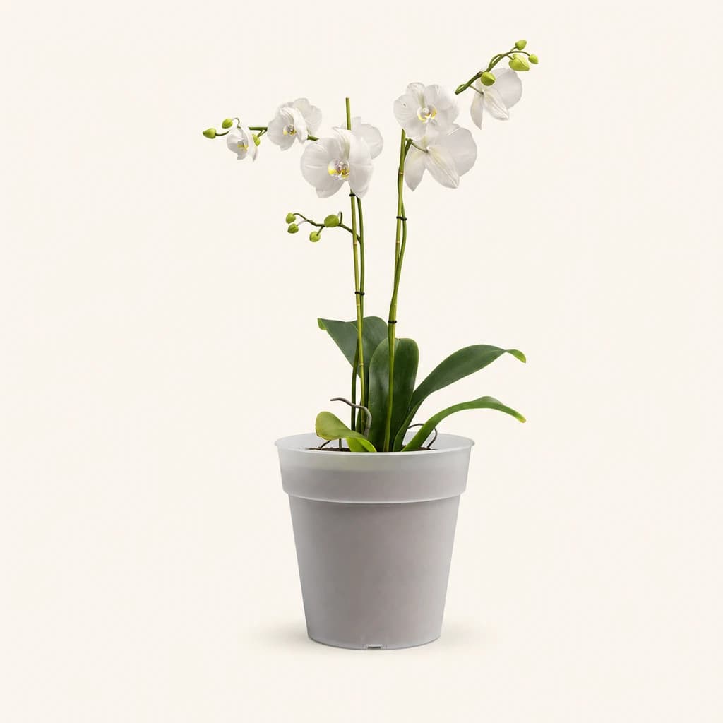 Testo Madagascar para orquídeas transparente